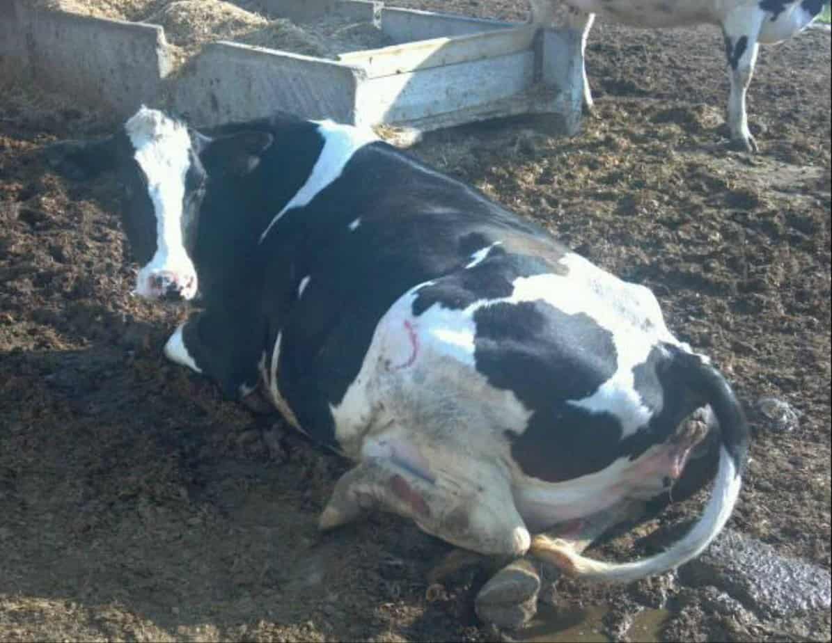 Ripp the cow.