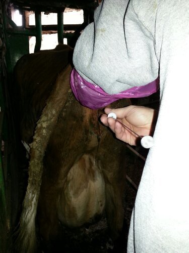 AI Breeding a cow.