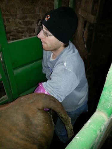 Artificially breeding a cow
