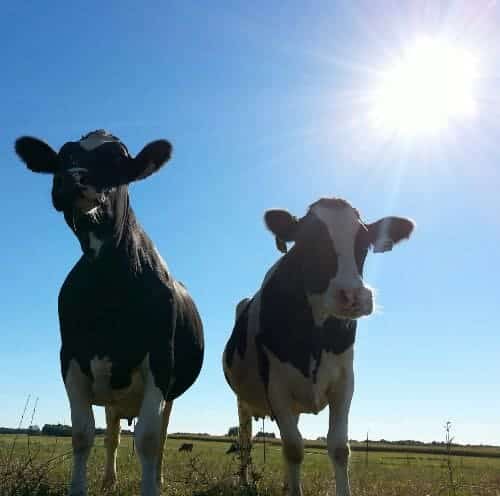 Wisconsin Dairy Farm response to Mercy For Animals