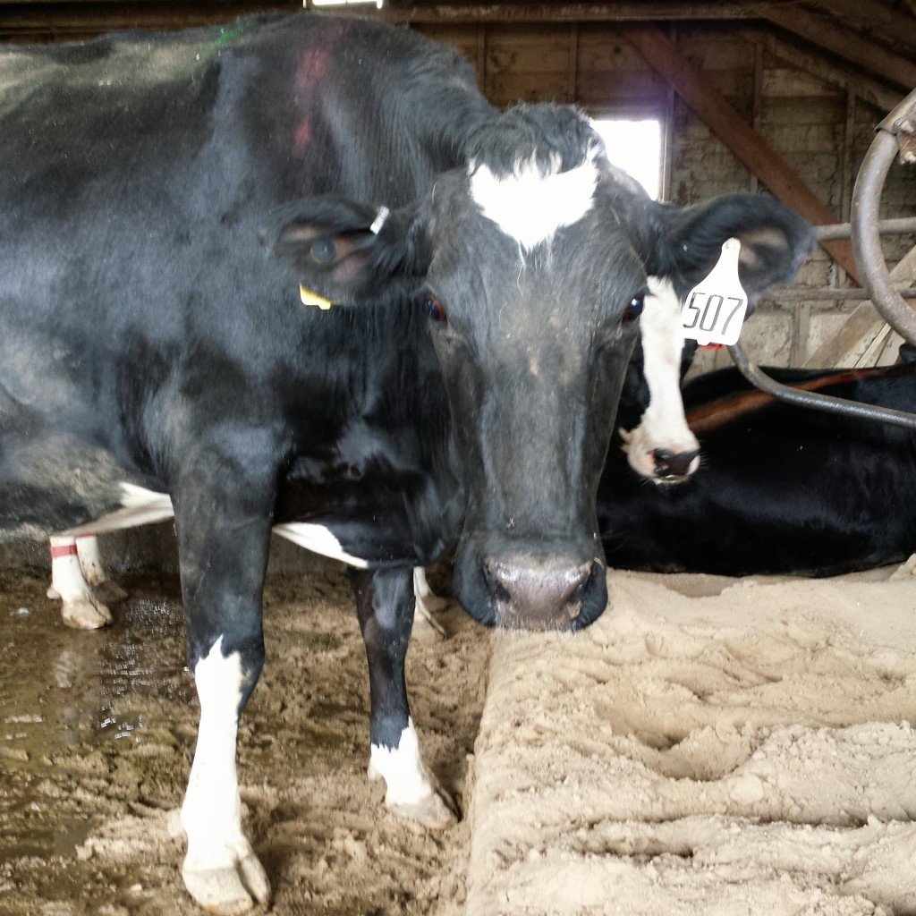 Conway- MilkTruck's "prettiest" daughter. She's dry right now but will be calving next month.