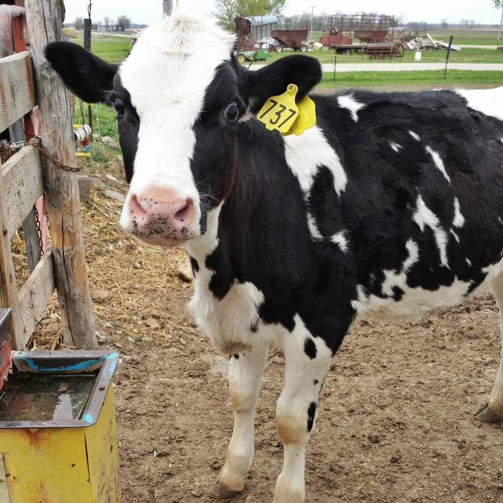Christmas- This is MilkTruck's youngest daughter. Although she was born a few days late, Christmas was due on Christmas and kept us close to the farm during the holidays awaiting her arrival.