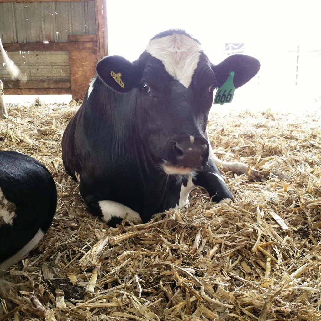 Culinary- Just by luck she ended up with the number 666. Fitting to her number, she is a difficult heifer to work with. She will have her first calf this winter.