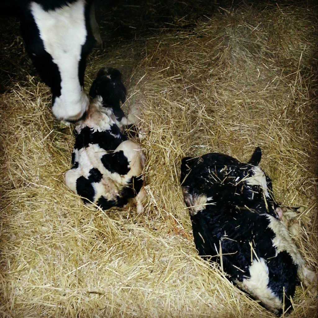 5 Facts About Twin Dairy Calves What Is A Freemartin