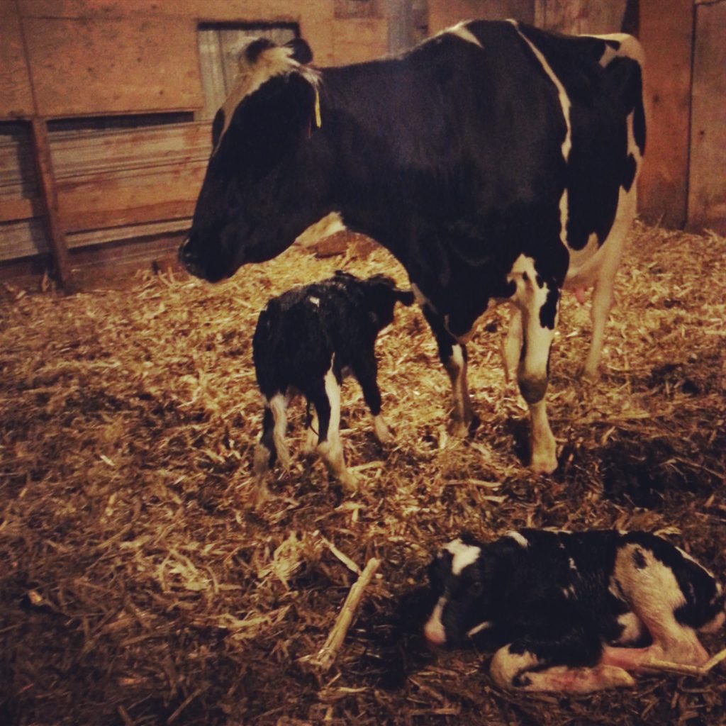5 Facts About Twin Dairy Calves What Is A Freemartin
