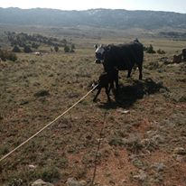 beef sustainability animal health