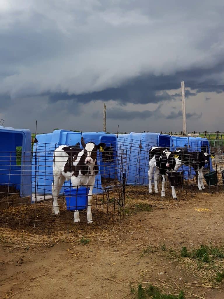 Calf hutch