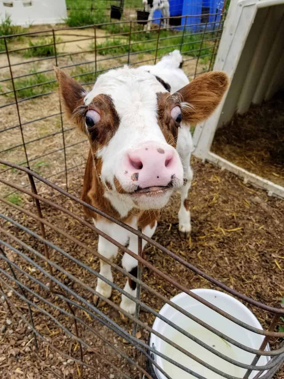 What Is A Calf Hutch Dairy Carrie
