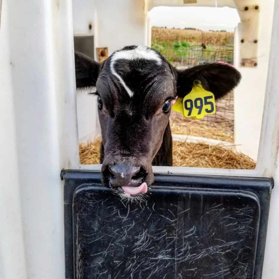 What Is A Calf Hutch Dairy Carrie