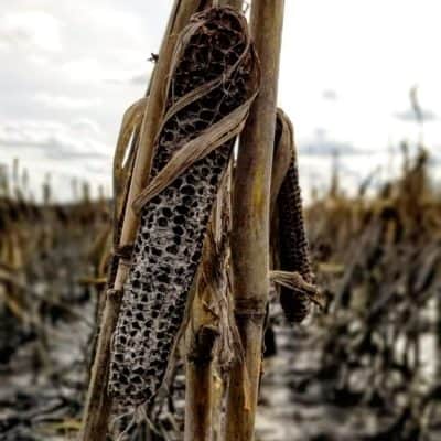 Flooded corn