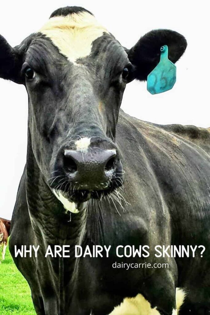 Why are dairy cows skinny?